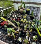 Cactus ~ All Entire Remaining Inventory | Many Plants ~ Great Deal ~ Wholesale Bulk
