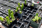 Cactus ~ All Entire Remaining Inventory | Many Plants ~ Great Deal ~ Wholesale Bulk
