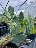 Cactus ~ All Entire Remaining Inventory | Many Plants ~ Great Deal ~ Wholesale Bulk