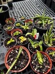 Sansevieria Collection ~ All Remaining 4" through 1 Gallon Size Plants