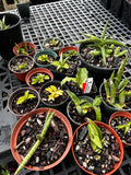 Sansevieria Collection ~ All Remaining 4" through 1 Gallon Size Plants