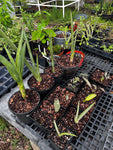 Sansevieria Collection ~ All Remaining 4" through 1 Gallon Size Plants