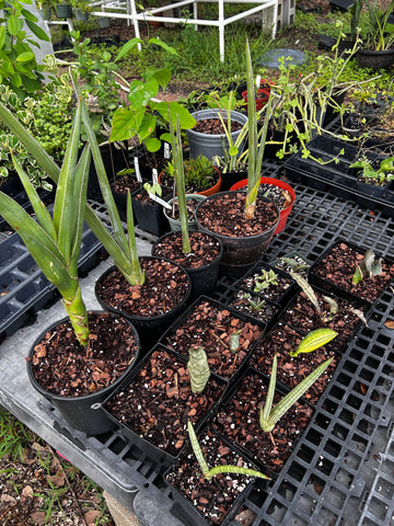 Sansevieria Collection ~ All Remaining 4" through 1 Gallon Size Plants