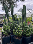 Cactus ~ All Entire Remaining Inventory | Many Plants ~ Great Deal ~ Wholesale Bulk