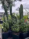 Cactus ~ All Entire Remaining Inventory | Many Plants ~ Great Deal ~ Wholesale Bulk