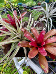 Various Epiphytes ~ Air Plants ~ Bromeliads ~ Orchids | Entire Collection