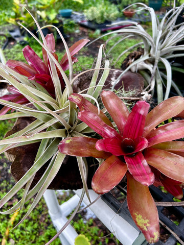 Various Epiphytes ~ Air Plants ~ Bromeliads ~ Orchids | Entire Collection