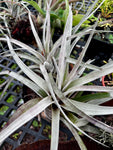 Various Epiphytes ~ Air Plants ~ Bromeliads ~ Orchids | Entire Collection