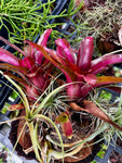 Various Epiphytes ~ Air Plants ~ Bromeliads ~ Orchids | Entire Collection