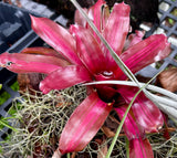 Various Epiphytes ~ Air Plants ~ Bromeliads ~ Orchids | Entire Collection