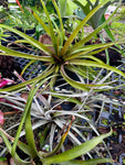 Various Epiphytes ~ Air Plants ~ Bromeliads ~ Orchids | Entire Collection