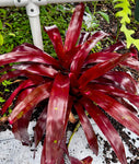 Various Epiphytes ~ Air Plants ~ Bromeliads ~ Orchids | Entire Collection