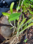 Various Epiphytes ~ Air Plants ~ Bromeliads ~ Orchids | Entire Collection