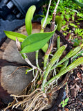 Various Epiphytes ~ Air Plants ~ Bromeliads ~ Orchids | Entire Collection