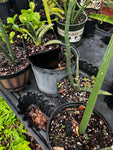 Sansevieria Collection ~ All Remaining 4" through 1 Gallon Size Plants