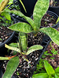 Sansevieria Collection ~ All Remaining 4" through 1 Gallon Size Plants