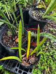 Sansevieria Collection ~ All Remaining 4" through 1 Gallon Size Plants