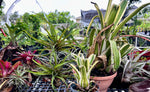 Various Epiphytes ~ Air Plants ~ Bromeliads ~ Orchids | Entire Collection