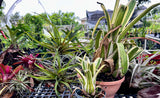 Various Epiphytes ~ Air Plants ~ Bromeliads ~ Orchids | Entire Collection