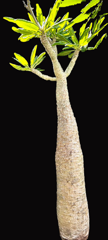 Pachypodium lamerei ‘Ihosy’ | RARE Microendemic Dwarf Species | SPECIMEN 2