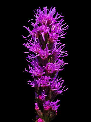 Liatris spicata Blazing Gayfeather Florida Native Flower