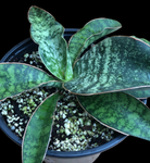 Sansevieria sp India ‘Tiger Blue’ 6"/1 gallon