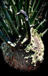 Adenia globosa Rooted Cuttings | Caudex Forming Passiflora Family | Cuttings Will Form Caudex