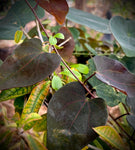 Adenia stylosa Seed Grown Black Leaf Adenia Big Caudex - Paradise Found Nursery