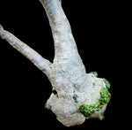 Adenia stylosa Seed Grown Black Leaf Adenia Big Caudex - Paradise Found Nursery