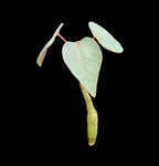 Adenia stylosa Seed Grown Black Leaf Adenia Big Caudex - Paradise Found Nursery