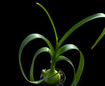 Albuca bracteata