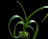 Albuca bracteata