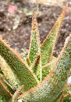 Aloe 'Greensand' aka Vito Rare Discontinued Kelly Griffin Aloe Hybrid - Paradise Found Nursery