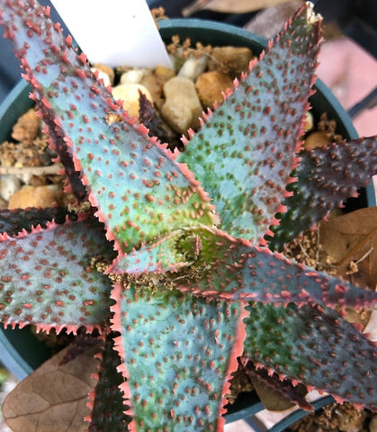 Aloe hybrid Lavender Star 4" - Paradise Found Nursery
