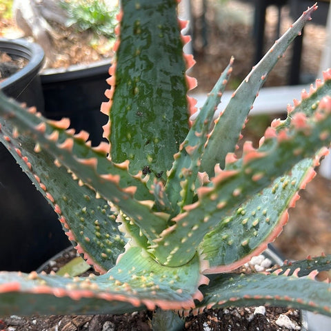 Aloe hybrid Rough Stuff SPECIMEN SIZE | Rare Kelly Griffin Collector Hybrid - Paradise Found Nursery