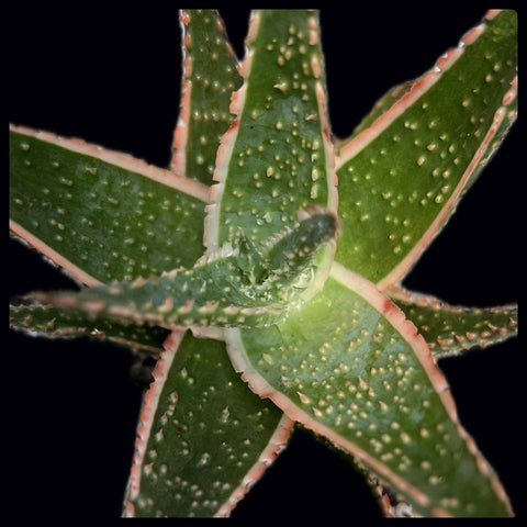 Aloe hybrid TCT No ID Exact Plant - Paradise Found Nursery