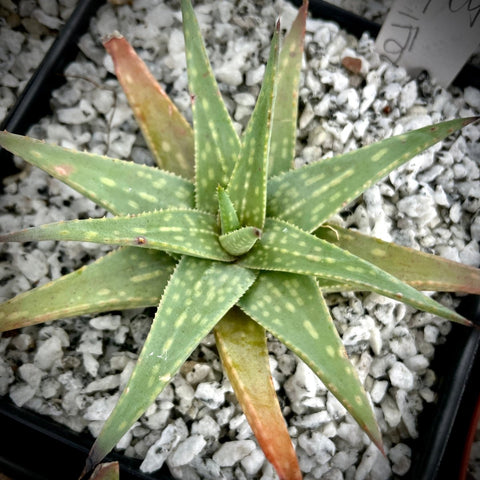 Aloe pictifolia | Kouga Aloe | South Africa Succulent - Paradise Found Nursery