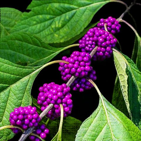 American Beautyberry | Callicarpa americana | Florida Native Edible Berries - Paradise Found Nursery