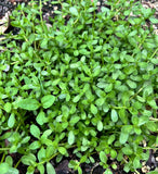 Bacopa monnieri | Water hyssop | Florida Native Wetland Ground Cover - Paradise Found Nursery