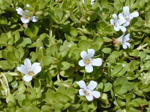 Bacopa monnieri | Water hyssop | Florida Native Wetland Ground Cover - Paradise Found Nursery