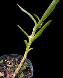 Sansevieria bagamoyensis variegated  | Exact Stock Plant