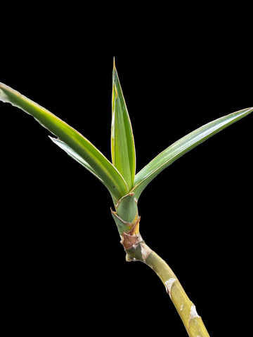 Sansevieria bagamoyensis variegated  | Exact Stock Plant