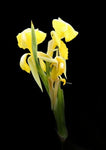 Bandana of the Everglades | Canna flaccida | Florida Native Aquatic Plant - Paradise Found Nursery