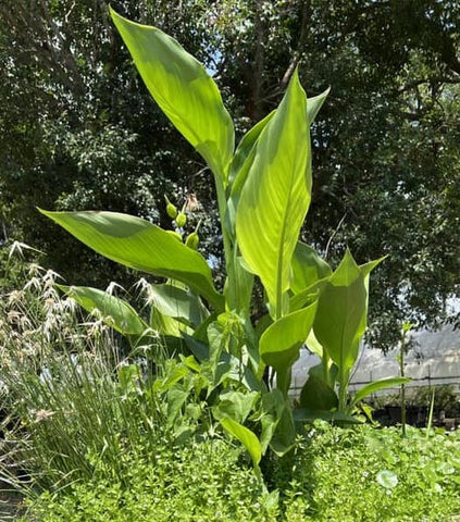 Bandana of the Everglades | Canna flaccida | Florida Native Wetland Bog Plant - Paradise Found Nursery