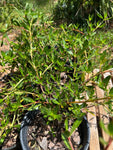 Beach Creeper | Ernodea littoralis | Salt Tolerant Florida Native Groundcover - Paradise Found Nursery