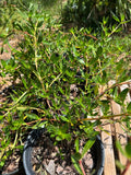 Beach Creeper | Ernodea littoralis | Salt Tolerant Florida Native Groundcover - Paradise Found Nursery