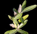 Florida blackroot Pterocaulon