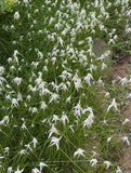 White Top Sedge | Rynchospora colorata | Aquatic Grass For Low Boggy Areas