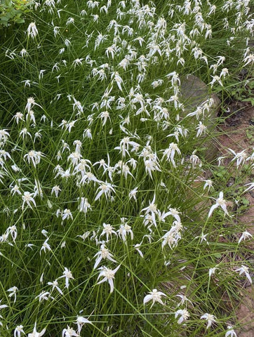 White Top Sedge | Rynchospora colorata | Aquatic Grass For Low Boggy Areas