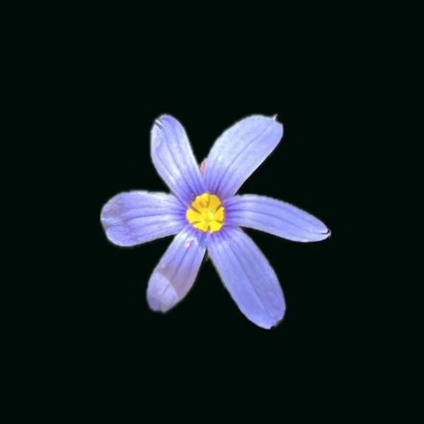 Blue Eyed Grass | Sisyrinchium angustifolium | Florida Native Wildflower - Paradise Found Nursery